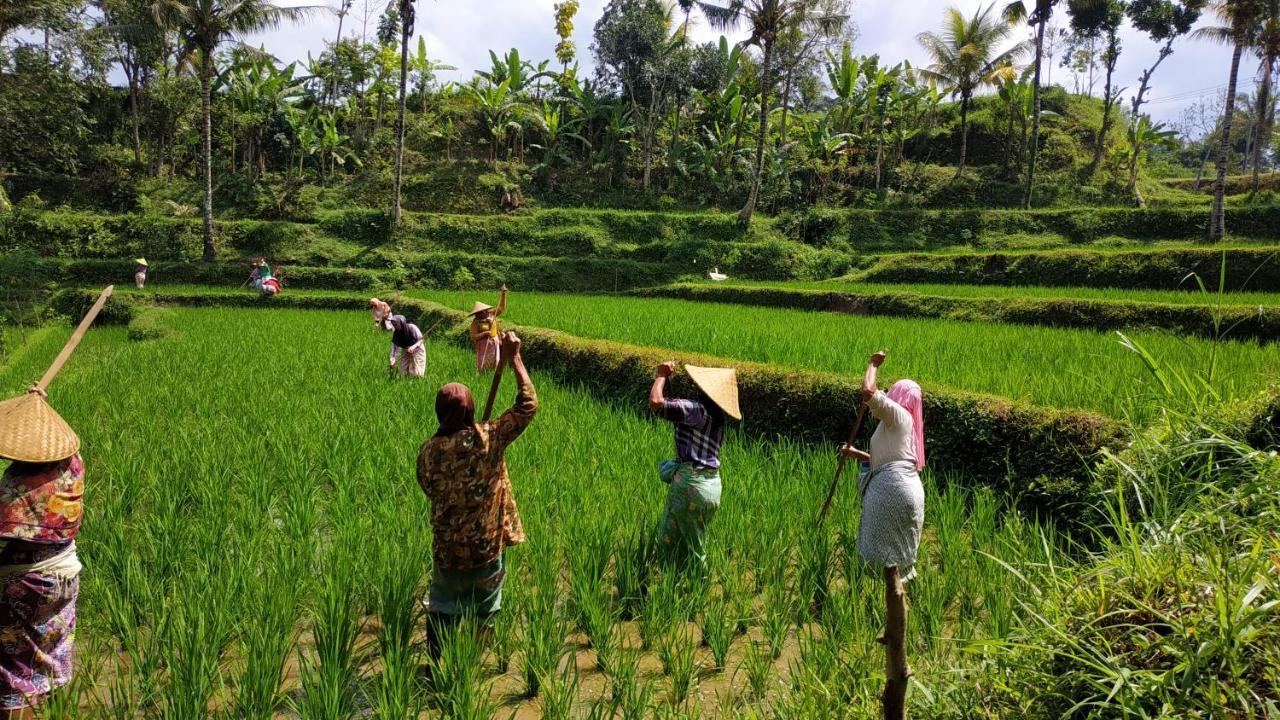 Apartmán Bale Kembang Kuning Tetebatu Exteriér fotografie